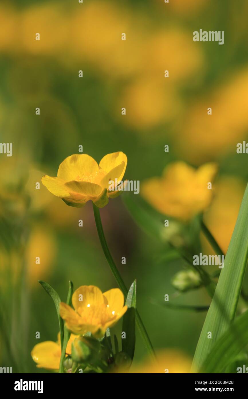 Ranunculus si respina, butterCup strisciante. Sfondo giallo di fiori selvatici. Fiori gialli dorati su un prato verde alla luce del sole. Foto Stock