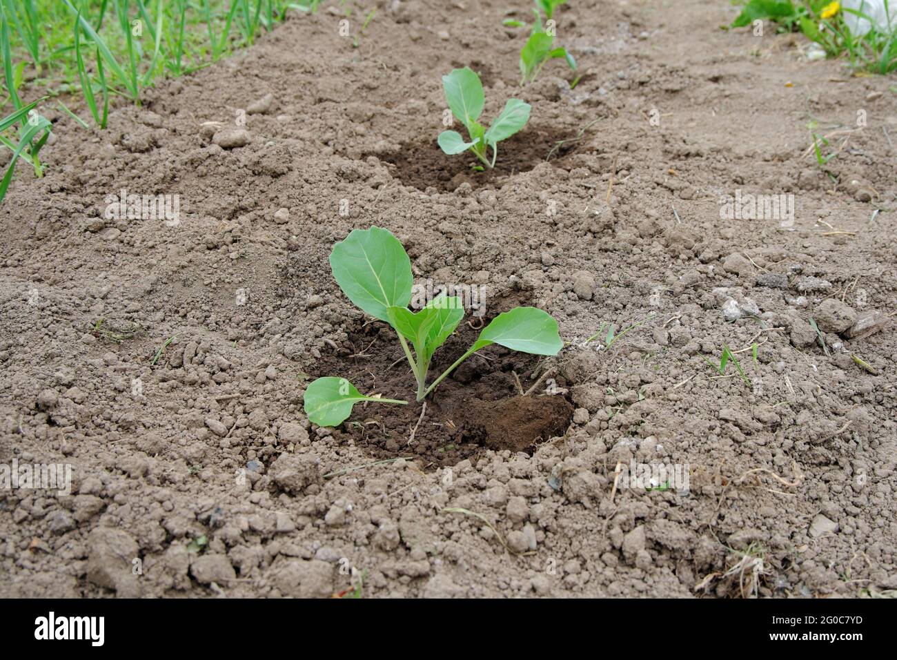 Piantato su un letto e innaffiato con piante d'acqua di cavolo bianco. L'inizio della stagione estiva. Messa a fuoco selettiva. Foto Stock