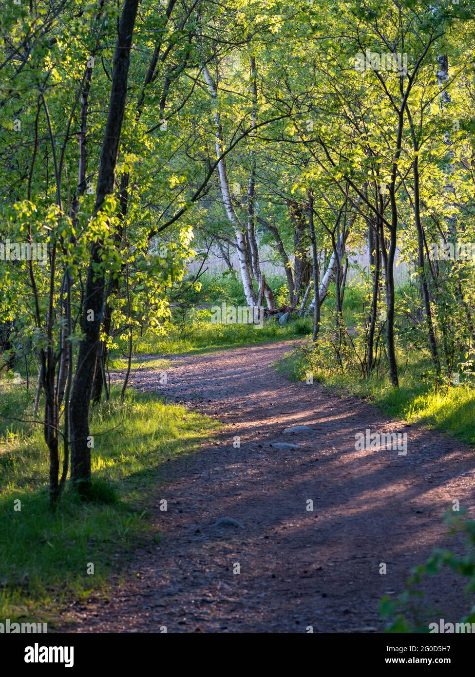 Helsinki / Finlandia - 30 MAGGIO 2021: Vista di un sentiero nel bosco illuminato dal sole che tramonta. Foto Stock