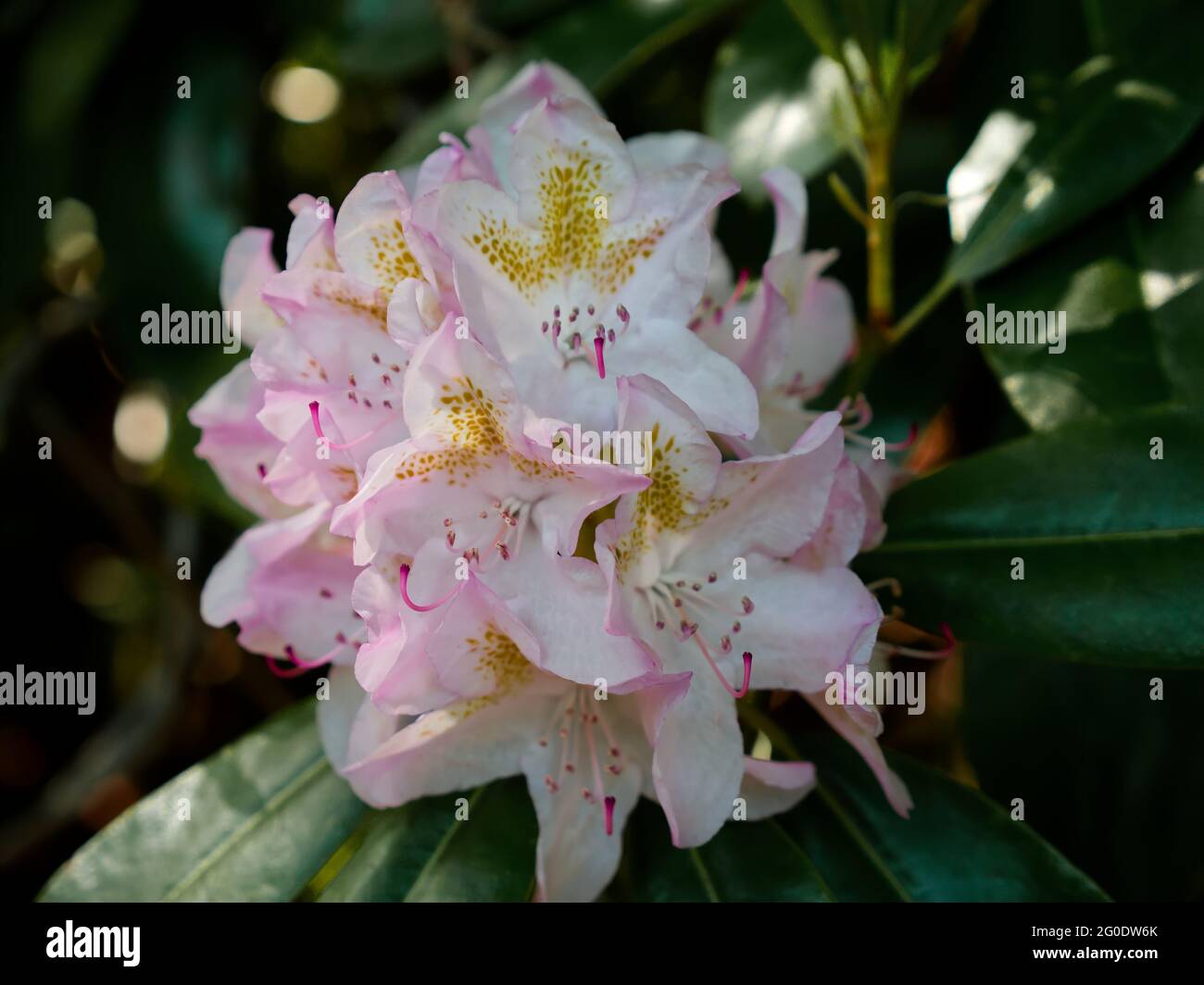Fiori bianchi in primo piano con uno sfondo sfocato Foto Stock