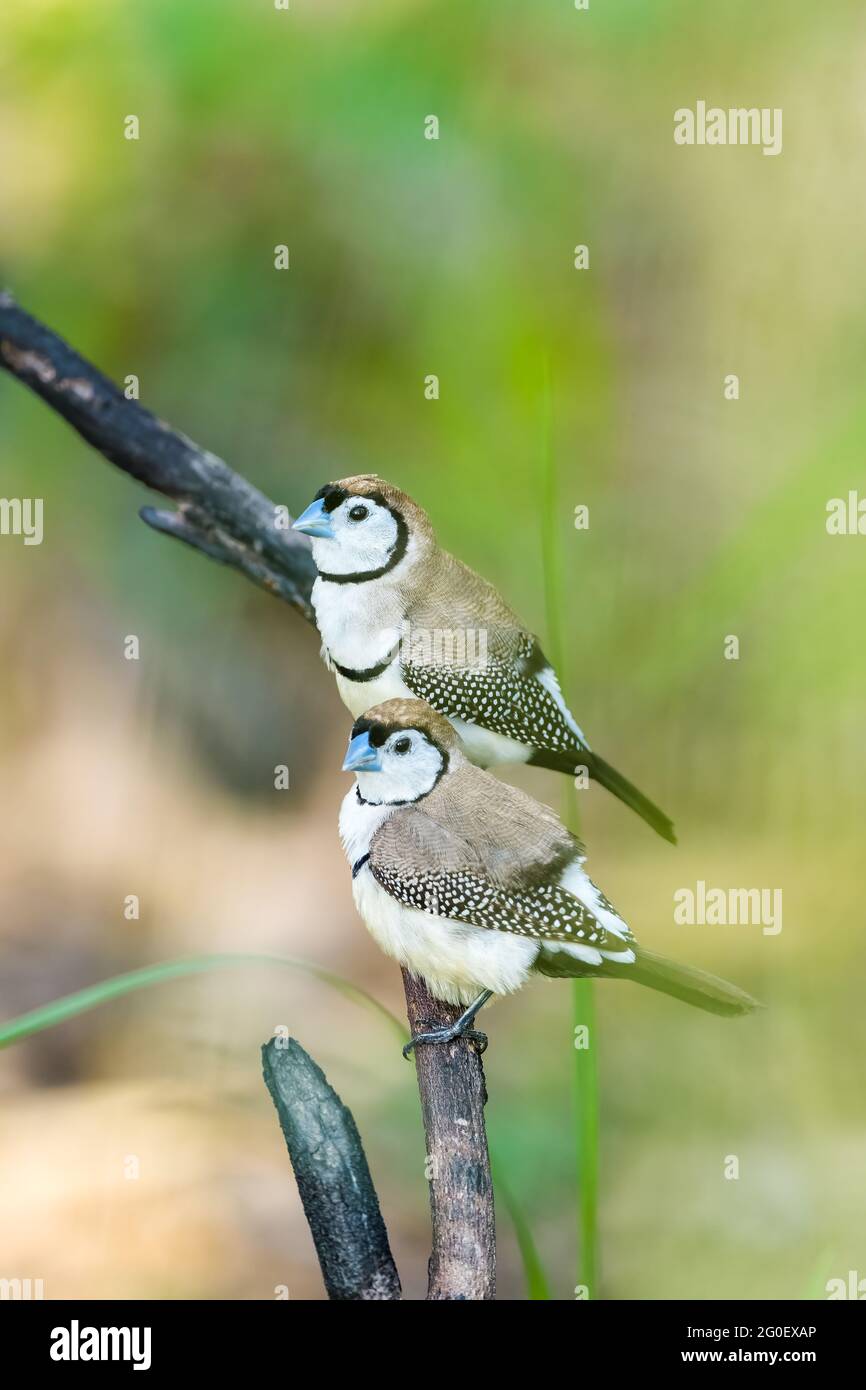 Due Finch a doppio sbarramento, Taeniopygia bichenovii, arroccato su un albero nel comune di Townsville nel Queensland del Nord, Australia. Foto Stock