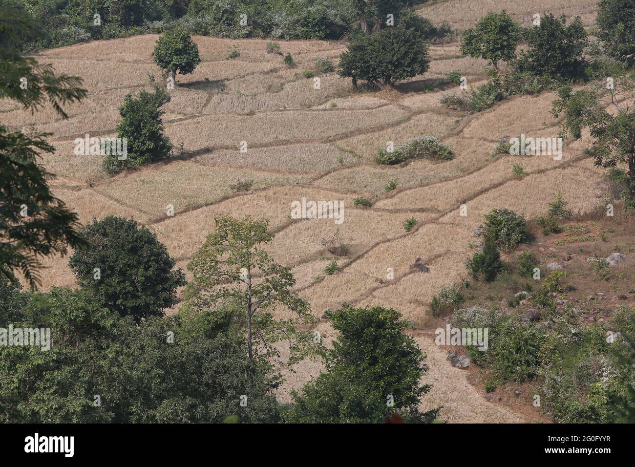 TRIBÙ LANJIA SAORA. Campi terrazzati utilizzati per la coltivazione di risaie. L'agricoltura in terrazza è conosciuta come Sarabs. Vicino Puttasingh villaggio di Odisha, India Foto Stock
