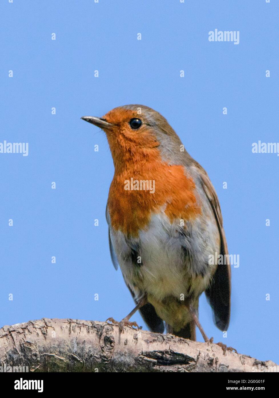 Robin, Robin europeo, arroccato su un giardino Bedfordshire, Regno Unito, 2021 Foto Stock