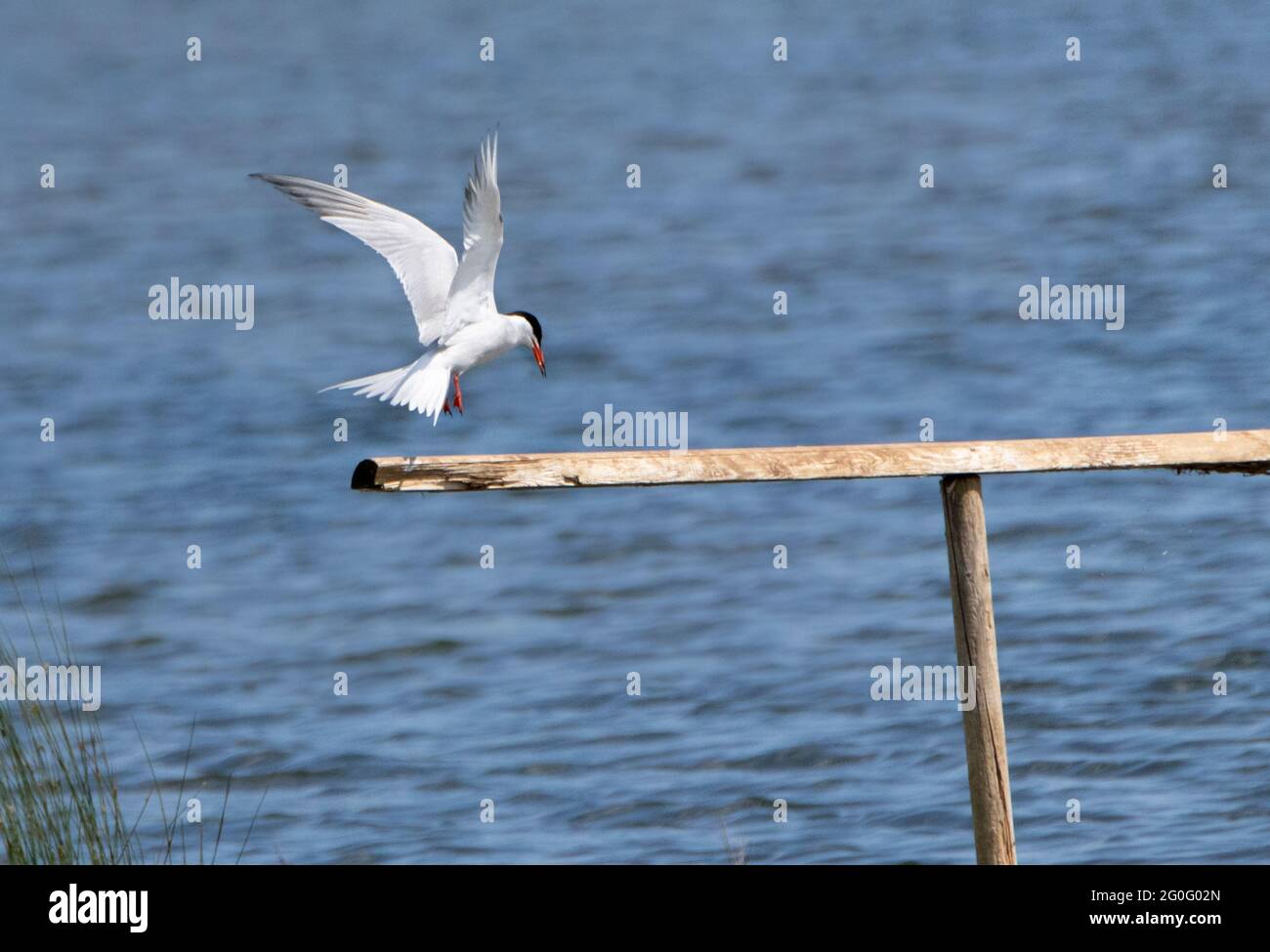 Gabbiano a testa nera, Chromicocephalus, Foto Stock