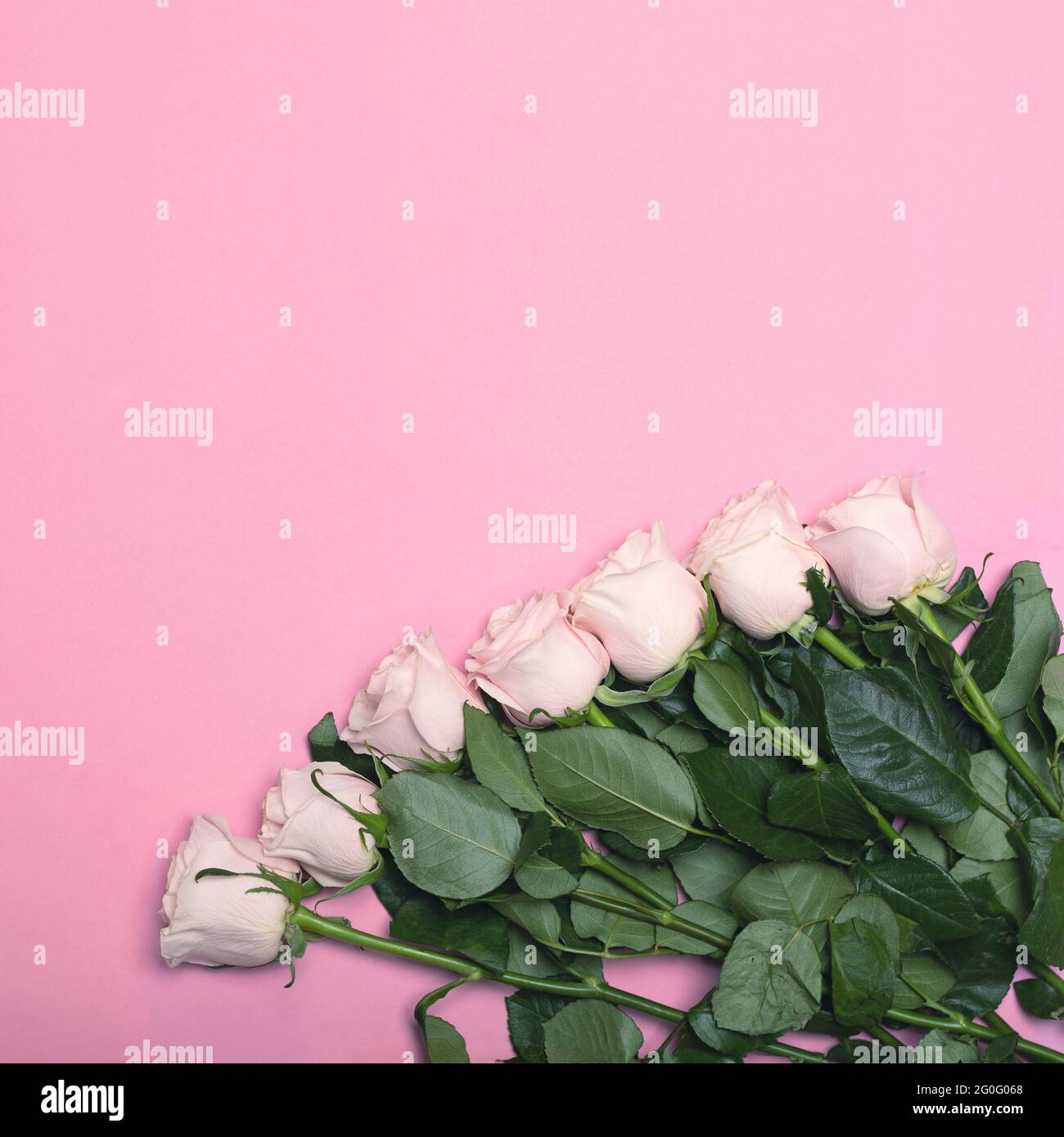 Rosa rose giacciono su sfondo rosa vista dall'alto. Spazio per la copia di testo, modello di biglietto di auguri o invito Foto Stock