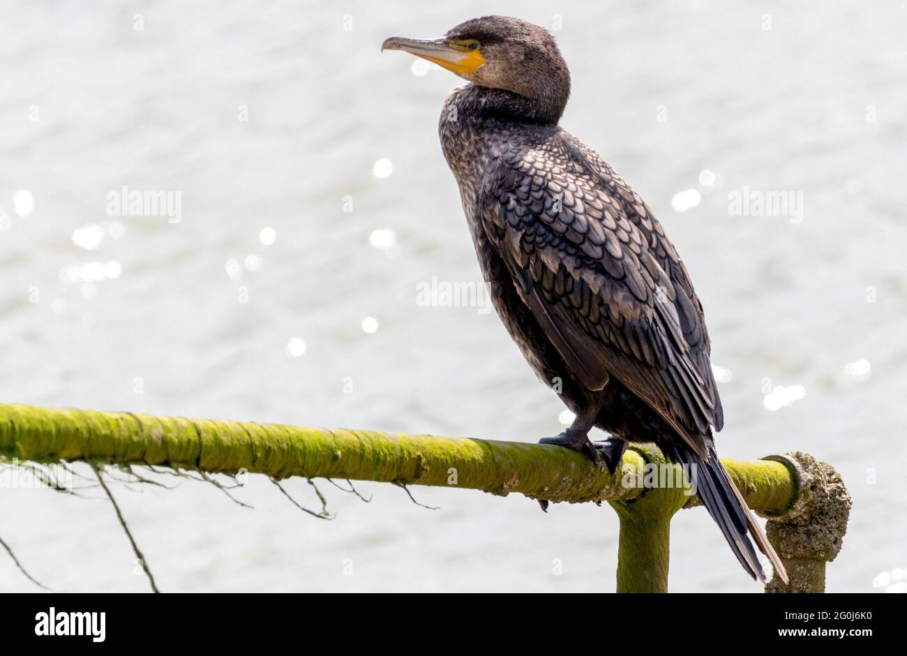 Cormorano che percorre all'entrata del Porto. Foto Stock