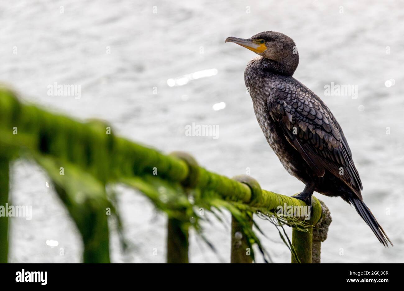 Cormorano che percorre all'entrata del Porto. Foto Stock