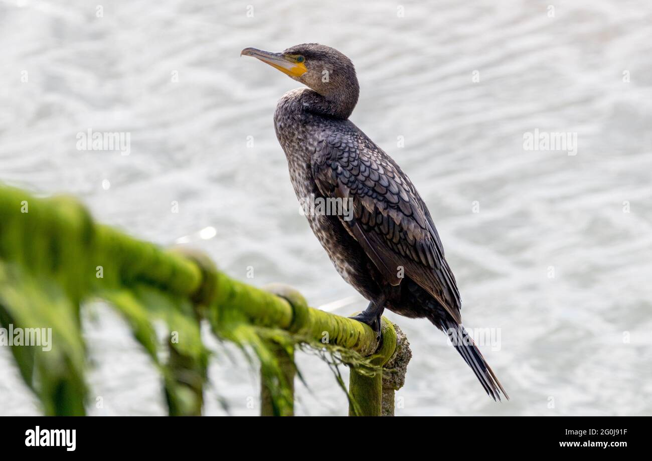 Cormorano che percorre all'entrata del Porto. Foto Stock