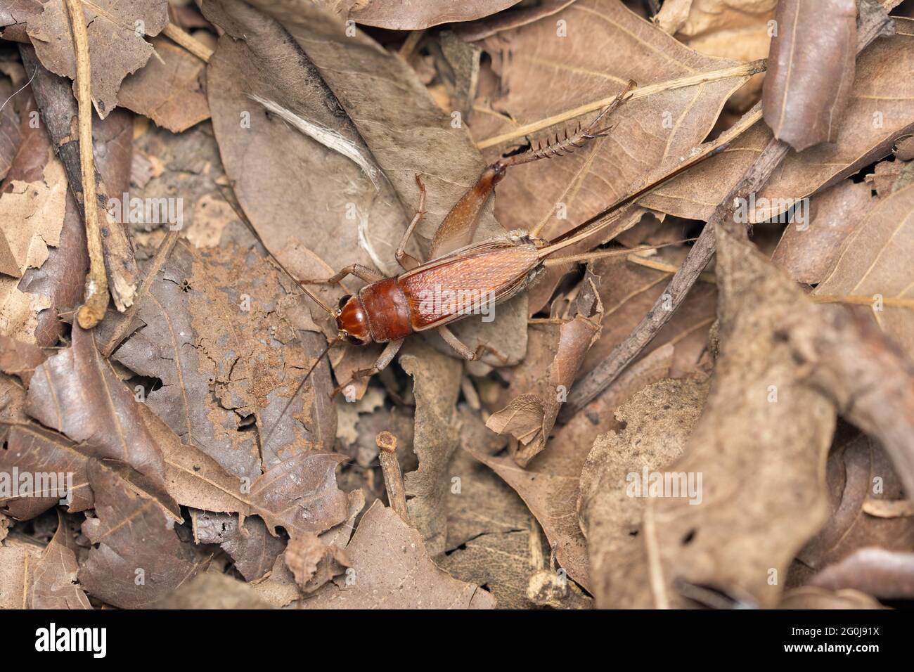 Campo cricket, Gryllus assimilis, Satara, Maharashtra, India Foto Stock