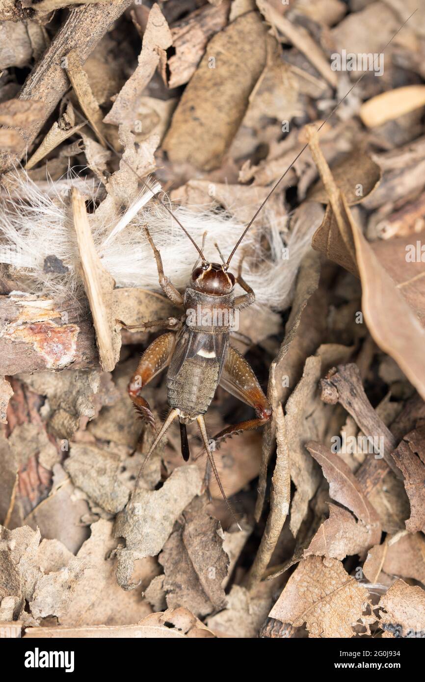Cricket di burrowing giapponese, Velarifictorus micado, Satara, Maharashtra, India Foto Stock