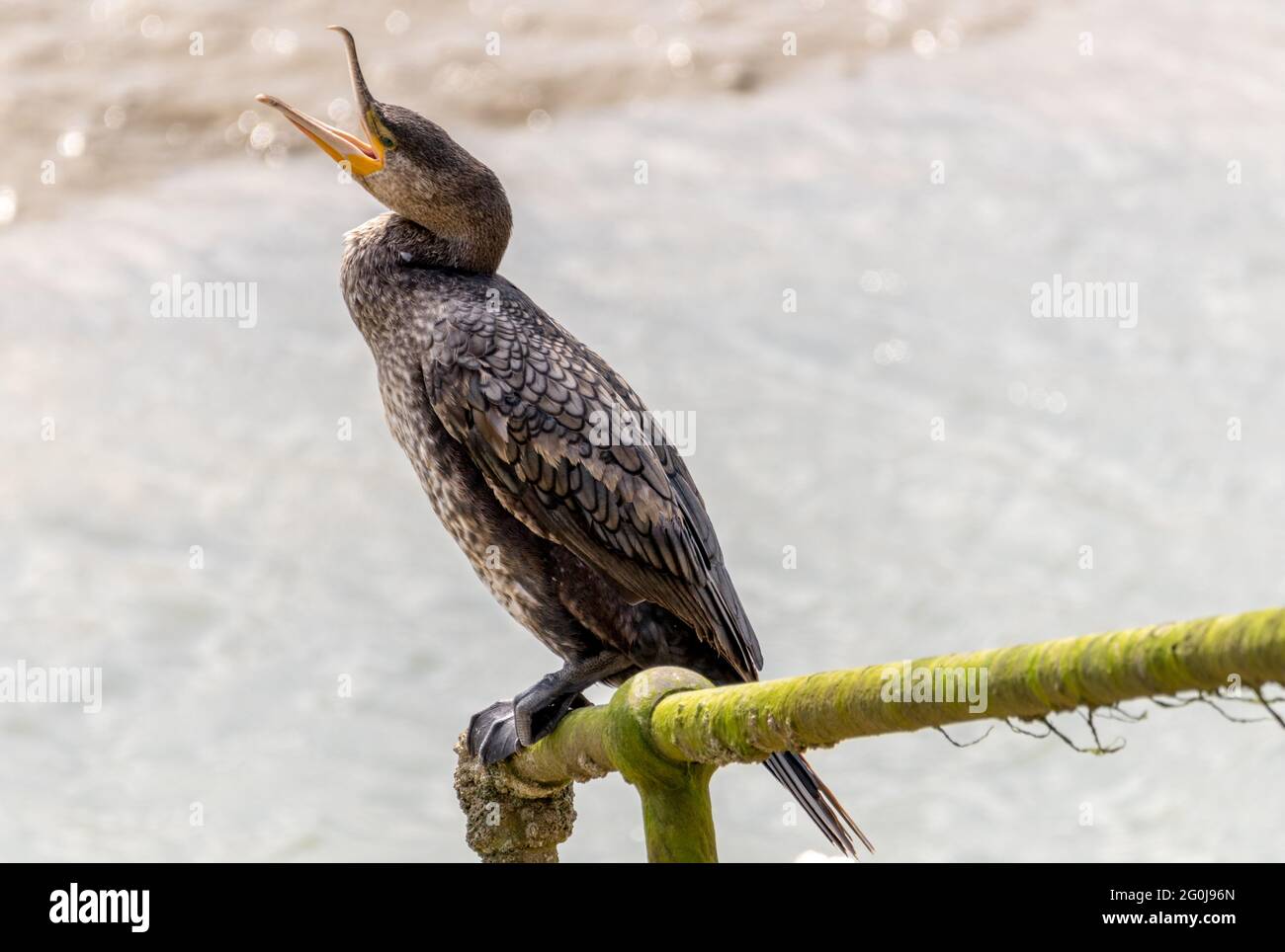 Cormorano che percorre all'entrata del Porto. Foto Stock