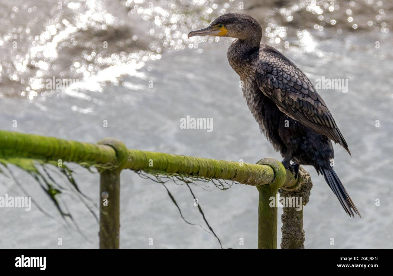 Cormorano che percorre all'entrata del Porto. Foto Stock