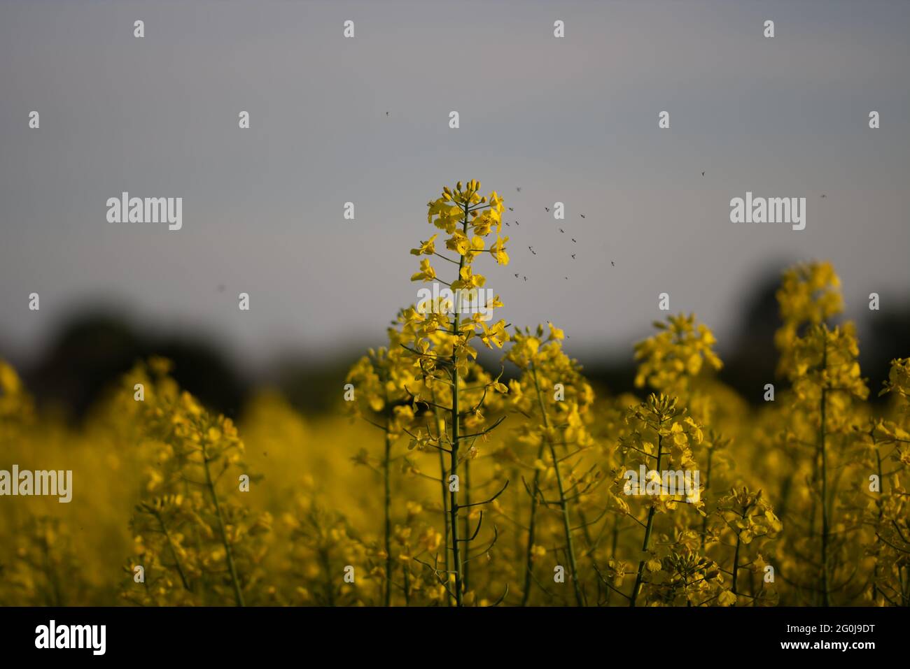 Primo piano di fiore di colza in un campo Foto Stock