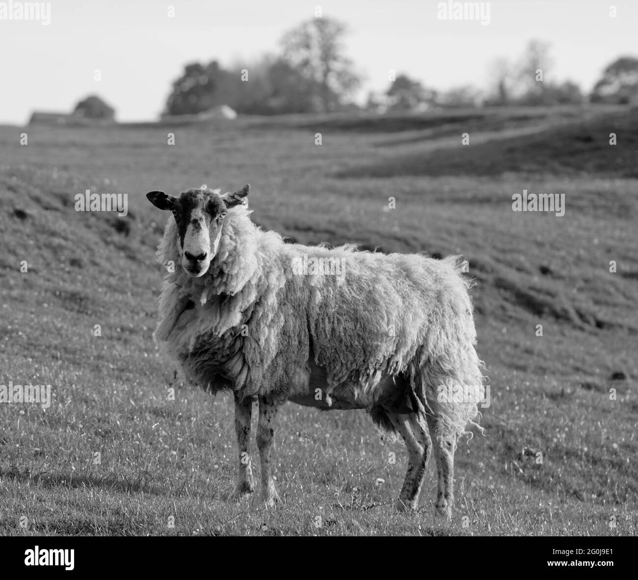 Primo piano di pascolo delle pecore in un campo Foto Stock
