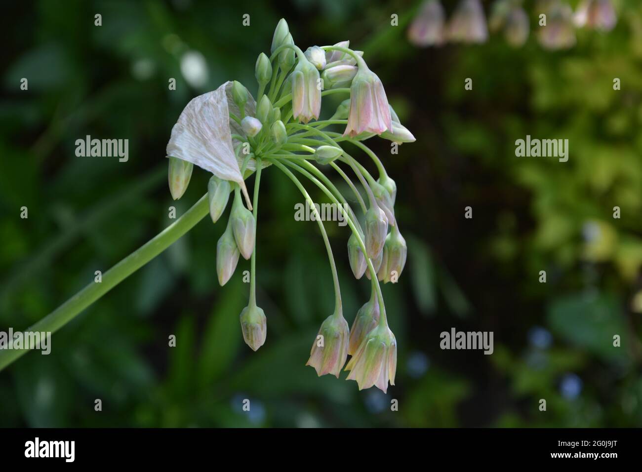 Food Market UK, puramente bella e tranquilla Floral Space Foto Stock