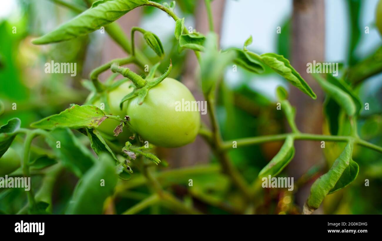 Pomodori verdi freschi e non maturi appesi alle piante in campo agricolo. Primo piano di pomodori e verdure in serra con sfondo sfocato. F organico Foto Stock