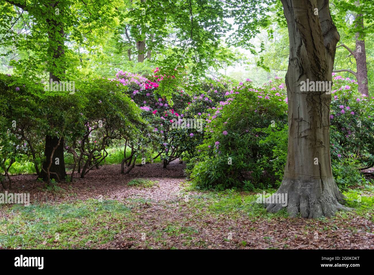Berlino, Mitte, Tiergarten Parco pubblico in tarda primavera. Lussureggiante fogliame e Rhododendron Grove Foto Stock