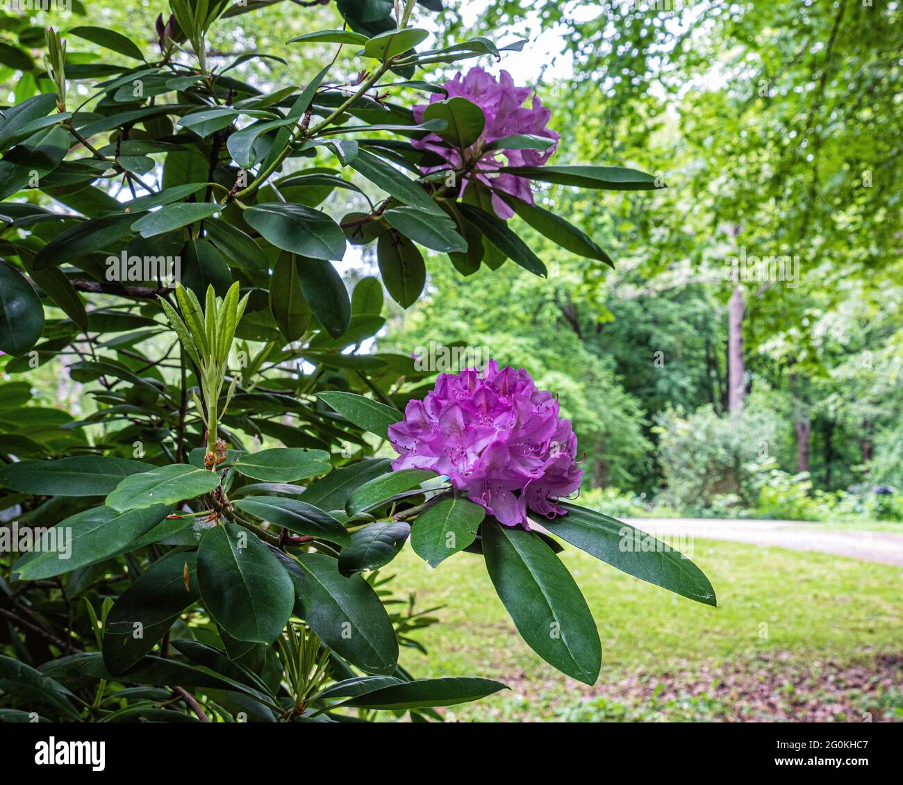 Berlino, Mitte, Tiergarten Parco pubblico in tarda primavera. Lussureggiante fogliame e Rhododendron Grove Foto Stock