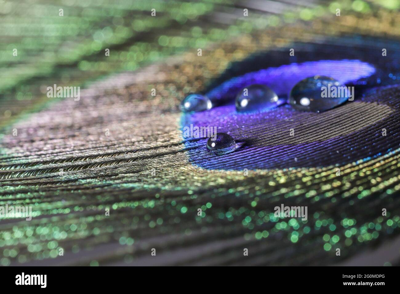 piuma di pavone con gocce d'acqua Foto Stock