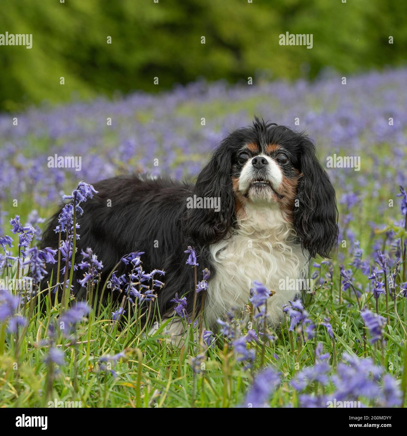 Cavalier King Charles Spaniel Foto Stock