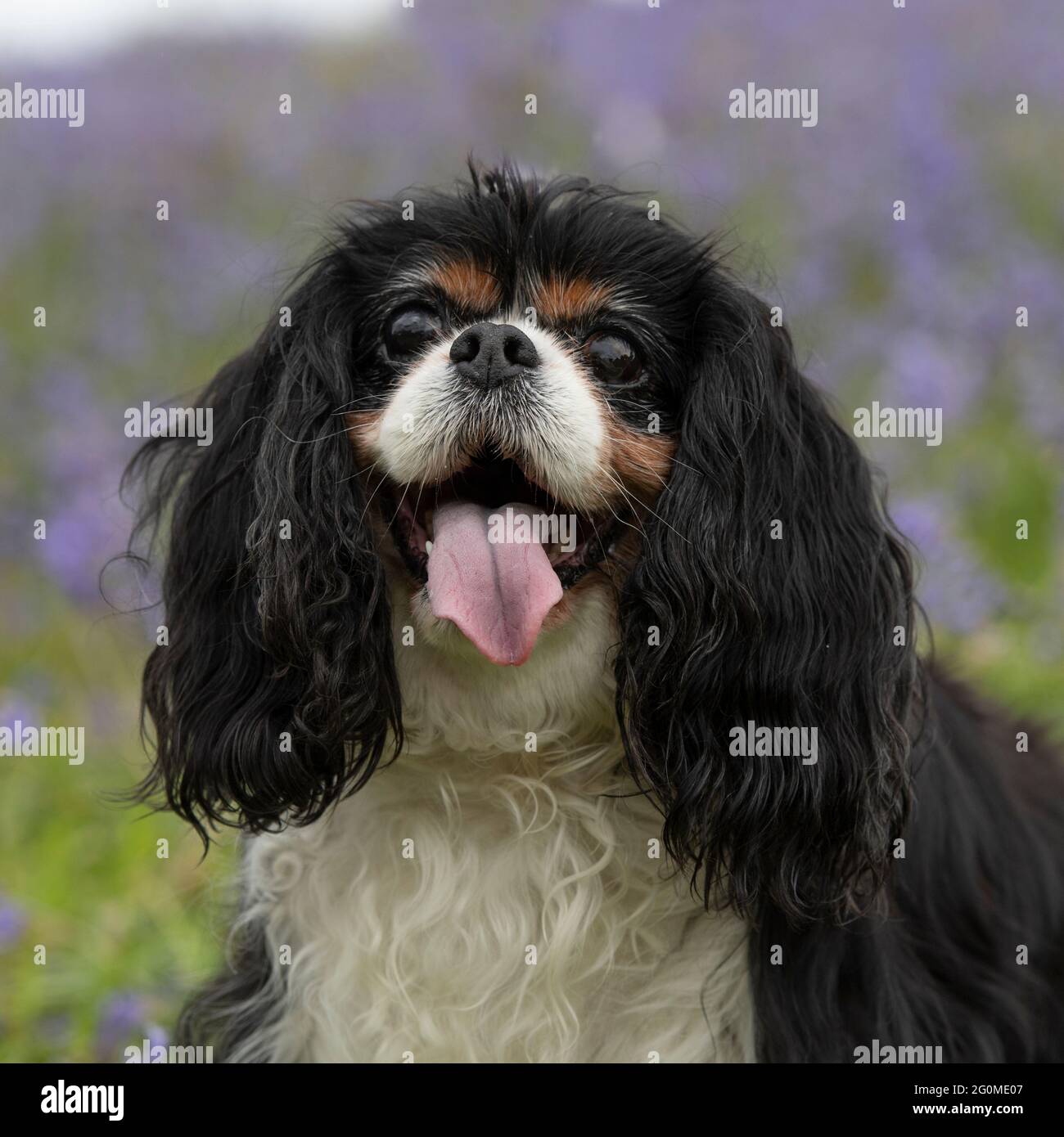 Cavalier King Charles Spaniel Foto Stock