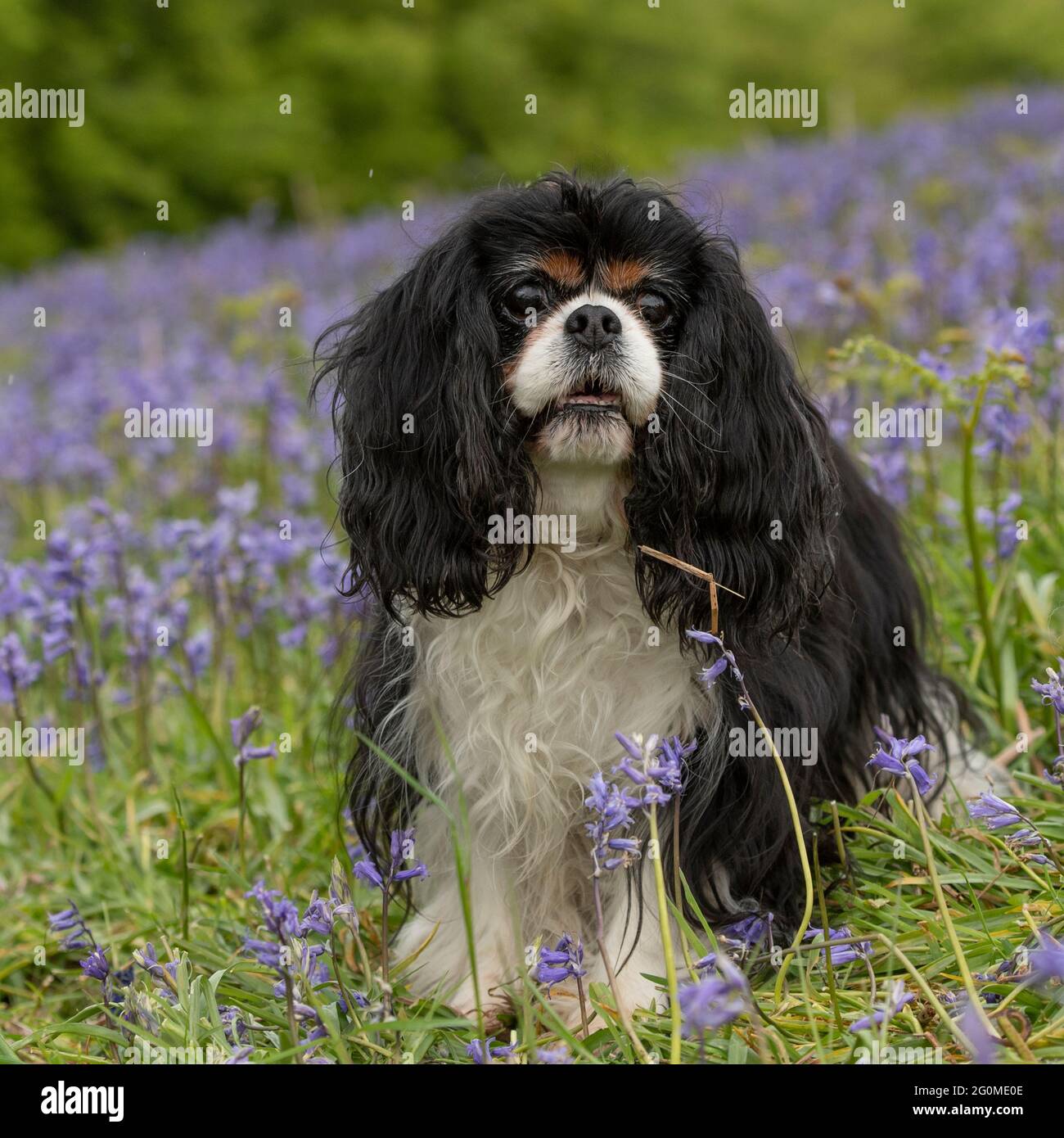 Cavalier King Charles Spaniel Foto Stock
