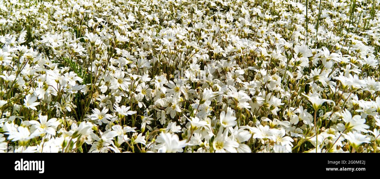 Gruppo con gigli bianchi in piena fioritura, profondità di campo limitata Foto Stock