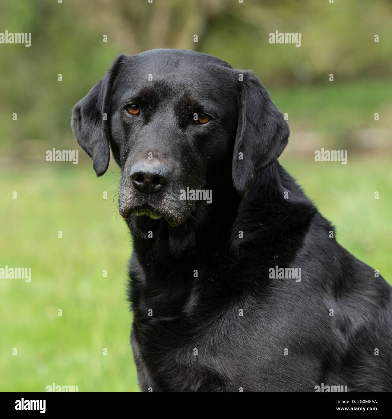 nero labrador cane ritratto Foto Stock