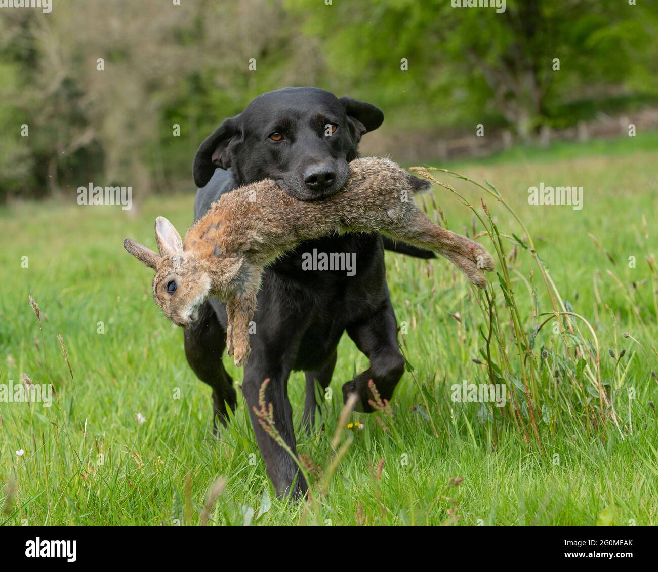 labrador nero recupero di un coniglio colpo Foto Stock