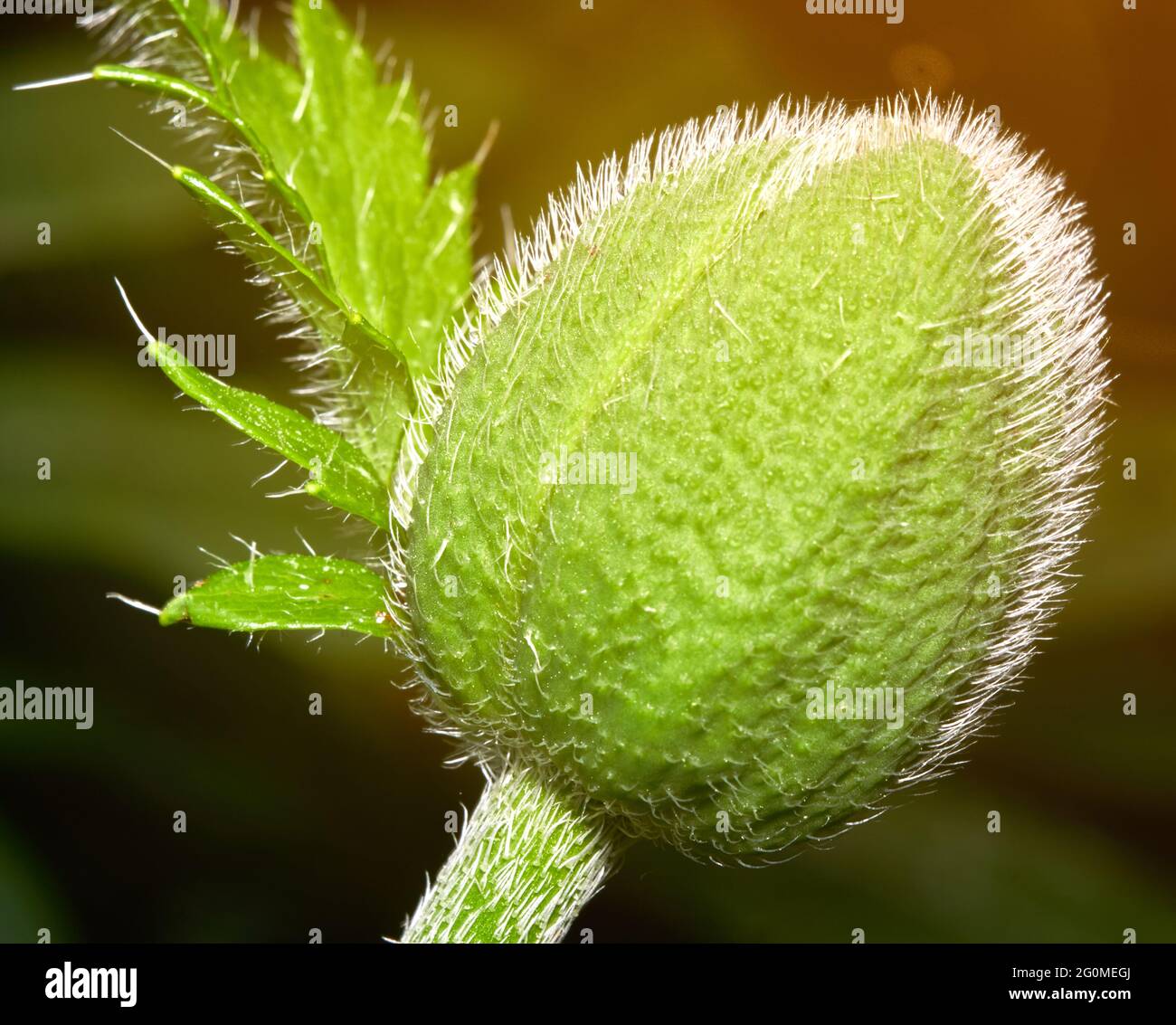 Papavero gemma retroilluminato, isolato contro sfondo sfocato, Papaver rhoeas Foto Stock