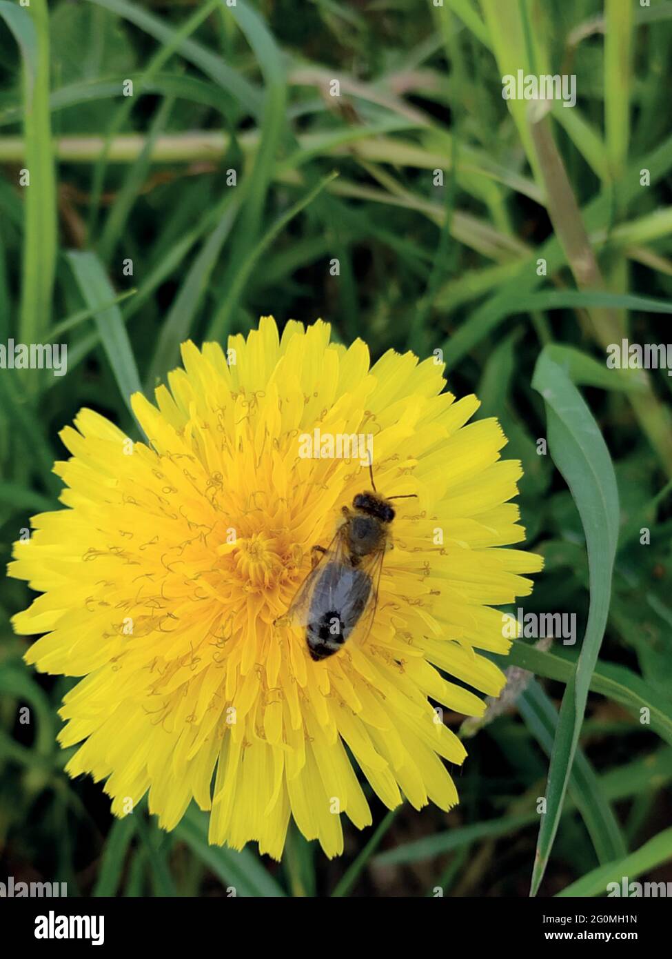 Dente di leone giallo. Un'ape su un dente di leone. Primo piano. Un'ape raccoglie polline su un fiore giallo. Foto macro. Foglie verdi. Erba verde. Paesaggio primaverile Illustrazione Vettoriale