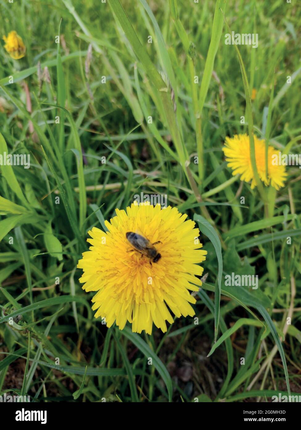 Dente di leone giallo. Un'ape su un dente di leone. Primo piano. Un'ape raccoglie polline su un fiore giallo. Foto macro. Foglie verdi. Erba verde. Paesaggio primaverile Illustrazione Vettoriale