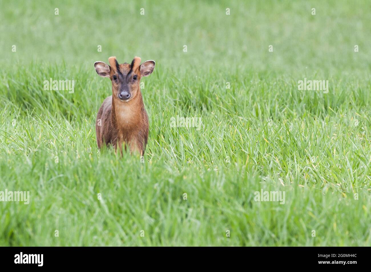 Il cervo Reeves muntjac da vicino a Norfolk Inghilterra. Marrone animale selvaggio in paesaggio naturale guardando la fotocamera Foto Stock