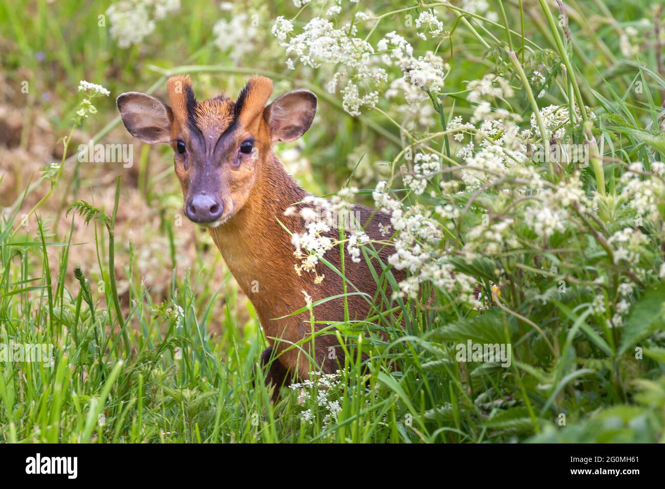 Il cervo Reeves muntjac da vicino a Norfolk Inghilterra. Marrone animale selvaggio in paesaggio naturale guardando la fotocamera attraverso la siepe di prezzemolo di mucca Foto Stock