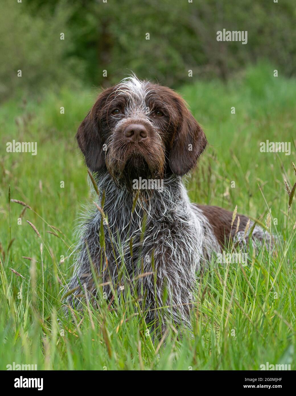 Korthals Grifone cane Foto Stock Korthals Grifone cane Foto Stock
