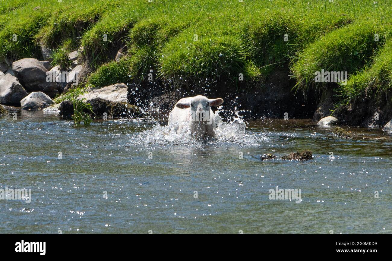 Milnthorpe, Cumbria, Regno Unito meteo. Un agnello prende un tuffo di raffreddamento nel fiume Bela vicino a Milnthorpe, Cumbria come la temperatura ha colpito 25c nel Lakeland meridionale. Credit: John Eveson/Alamy Live News Foto Stock