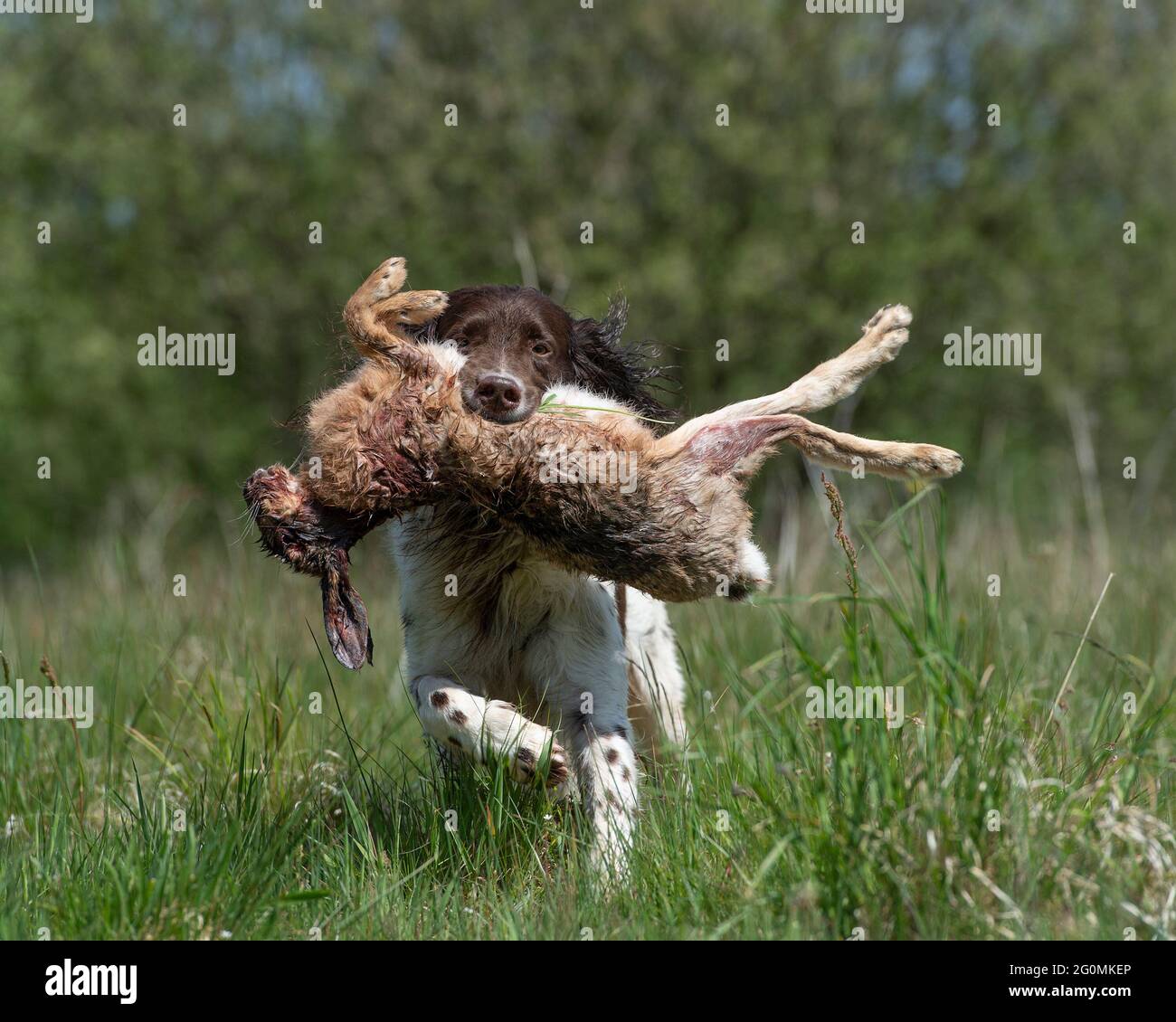 cane tedesco puntatore a capelli lunghi recupero di una lepre colpo Foto Stock