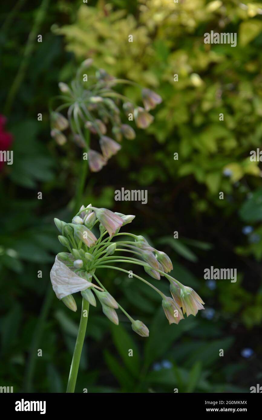Sicilian Honey Lily , gli amici floreali, Cambridge UK, spazio floreale puramente bello e tranquillo Foto Stock