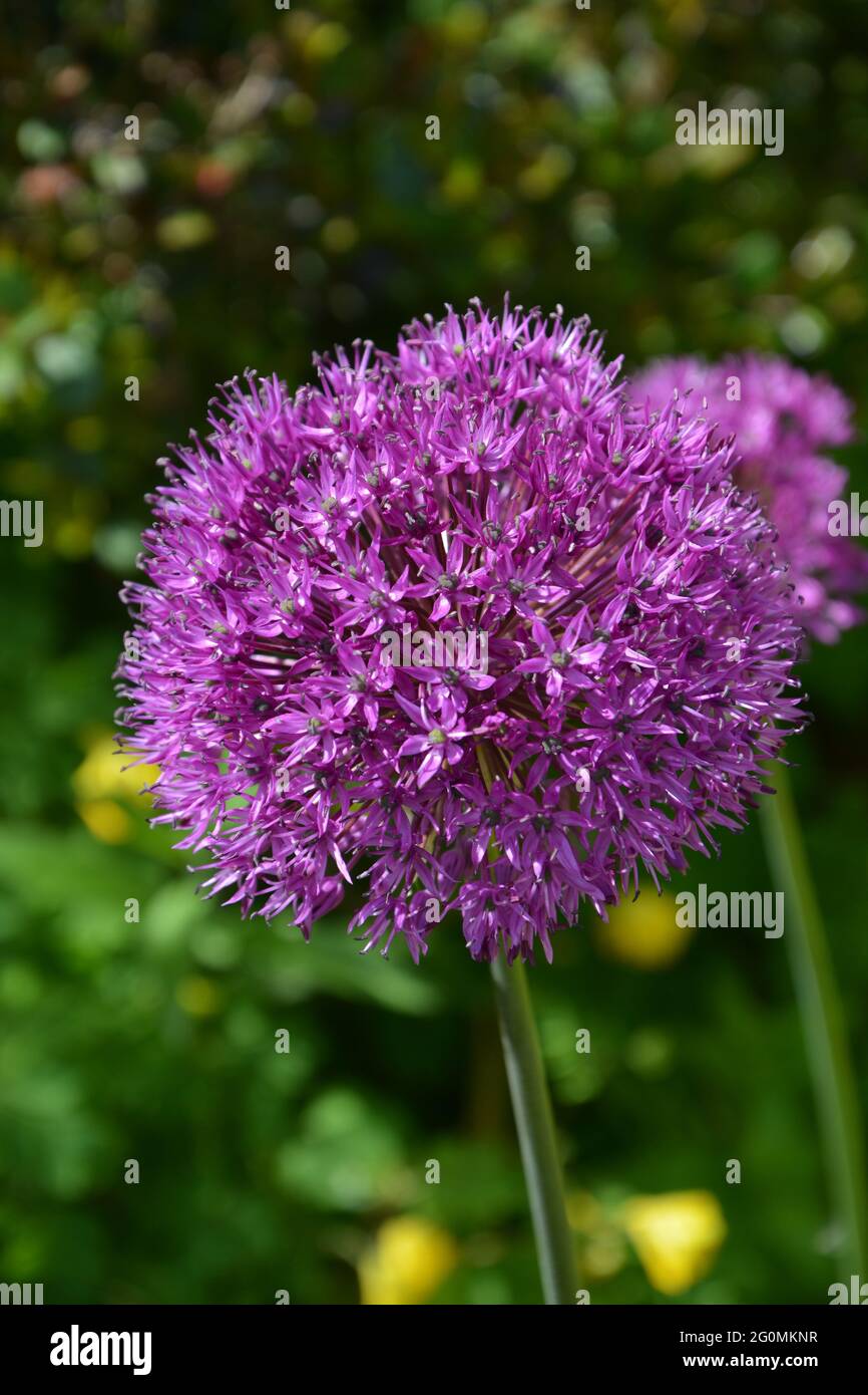 Allium giganteum 'Gladiator', Cambridge UK, spazio puramente bello e pacifico Foto Stock