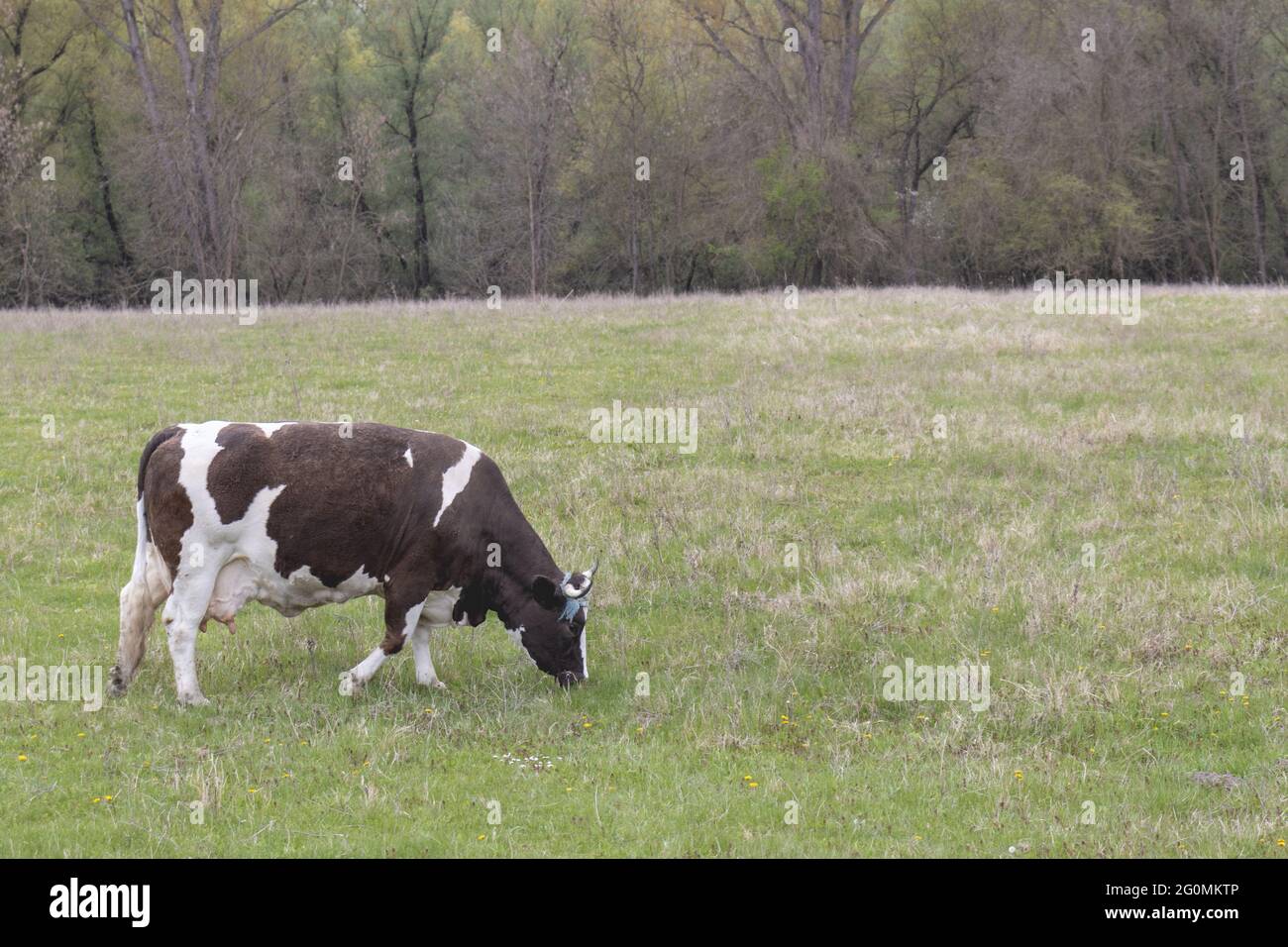 Mucca bianca e nera in un campo erboso in una giornata nuvolosa Foto Stock