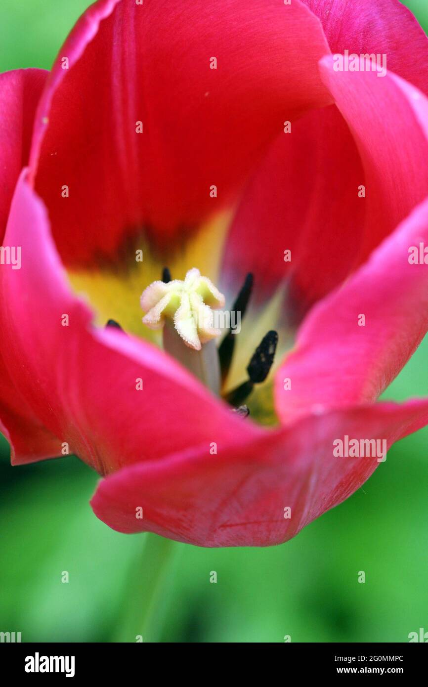 Un'immagine ravvicinata che guarda all'interno di un tulipano rosso a fiore singolo per vedere lo stigma bianco e le antere nere su un fondo giallo su uno sfondo verde. Foto Stock