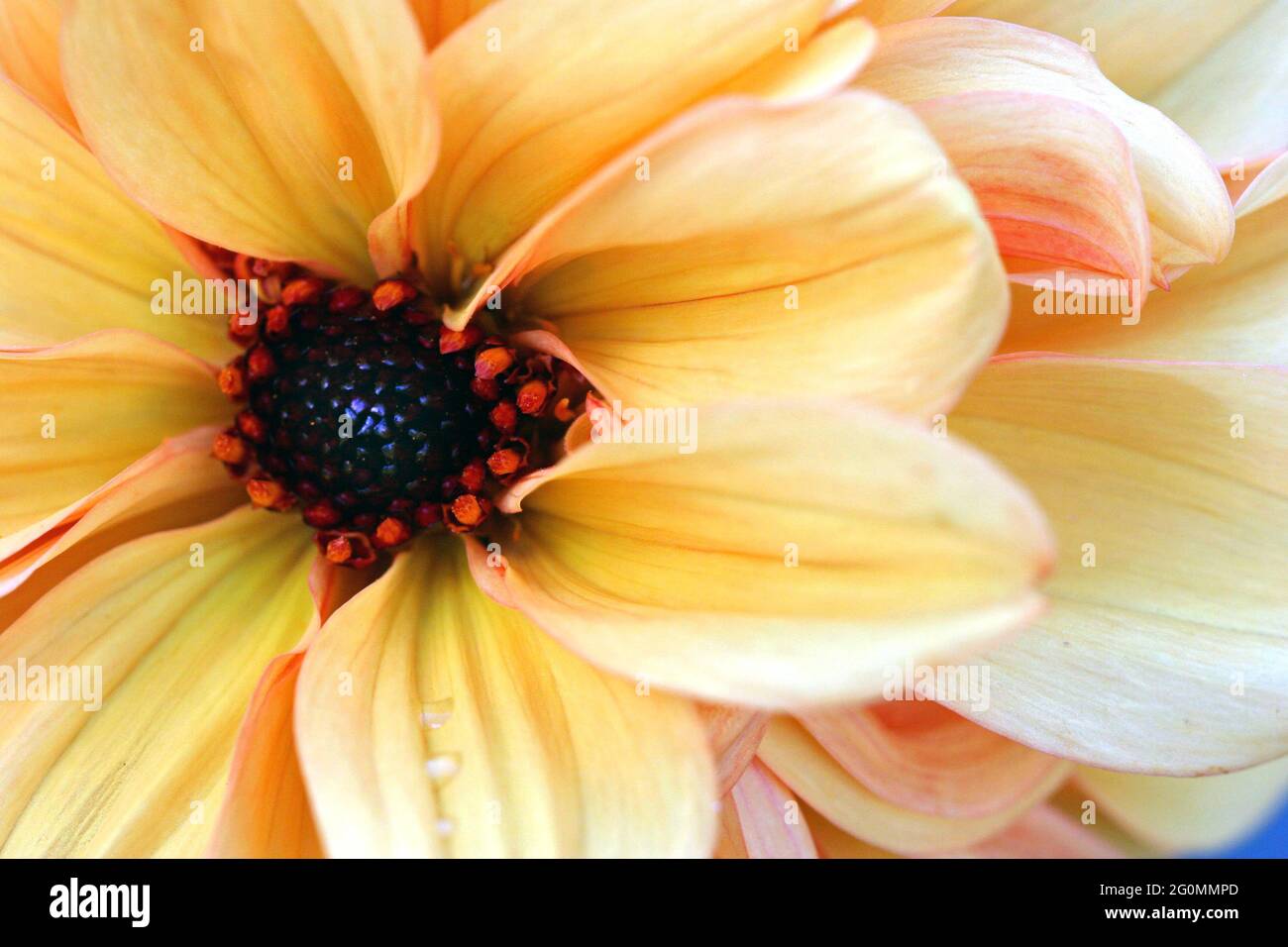 Un'immagine ravvicinata di una Dahlia aranciata aranciata con fioritura a pony che mostra il centro aperto del fiore e la profusione di grandi petali, formando due file Foto Stock