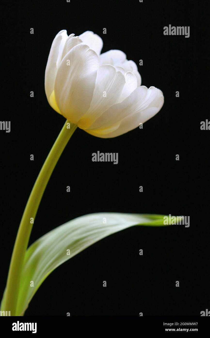 Un tulipano bianco, quasi traslucido, è disposto su uno sfondo nero. Scatto in studio, a lunghezza intera, con stelo e foglie Foto Stock