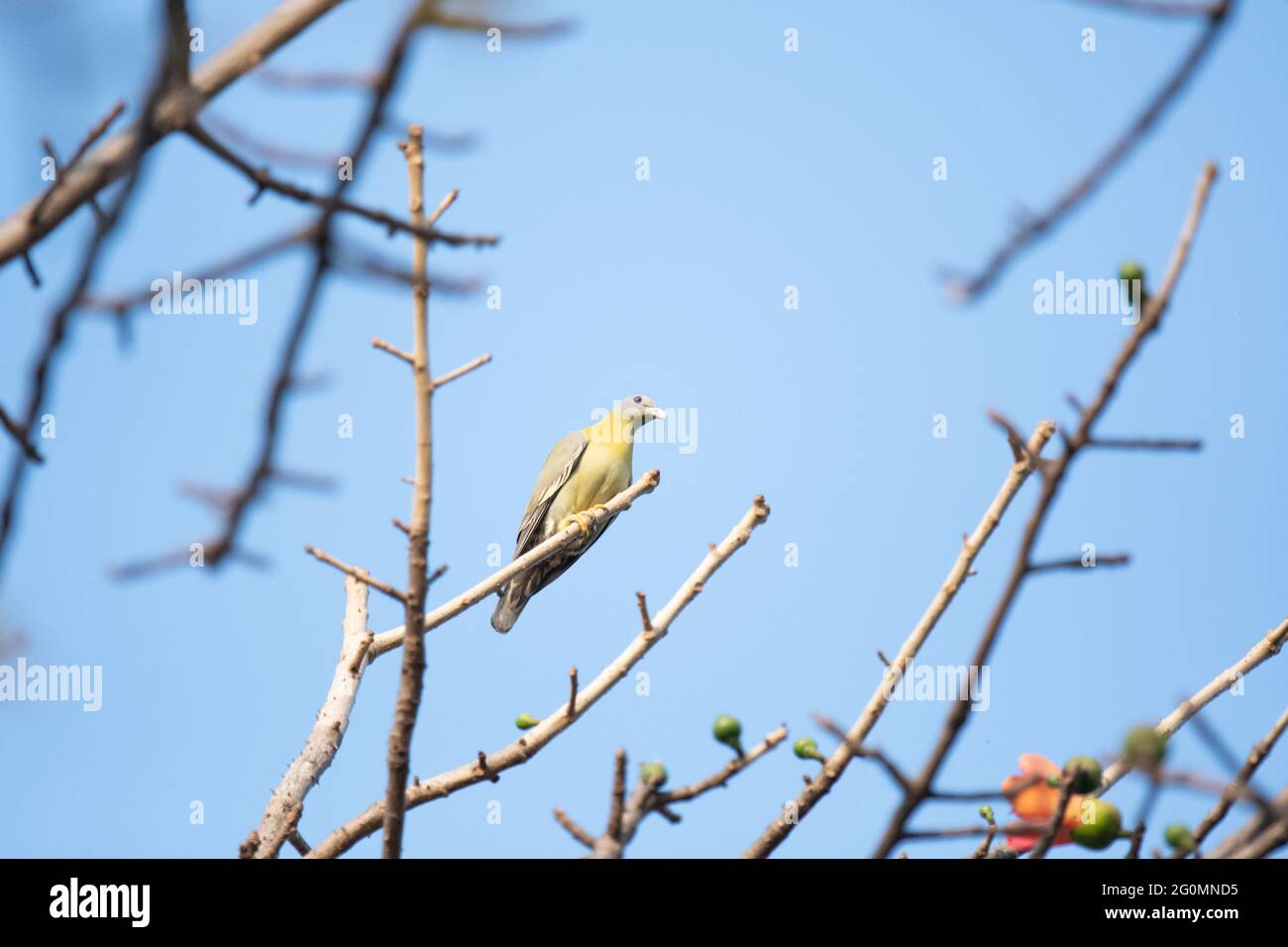 Piccione verde a piedi giallo, Treron Fenicoptera, Topchachi Wildlife Sanctuary, Jharkhand, India Foto Stock