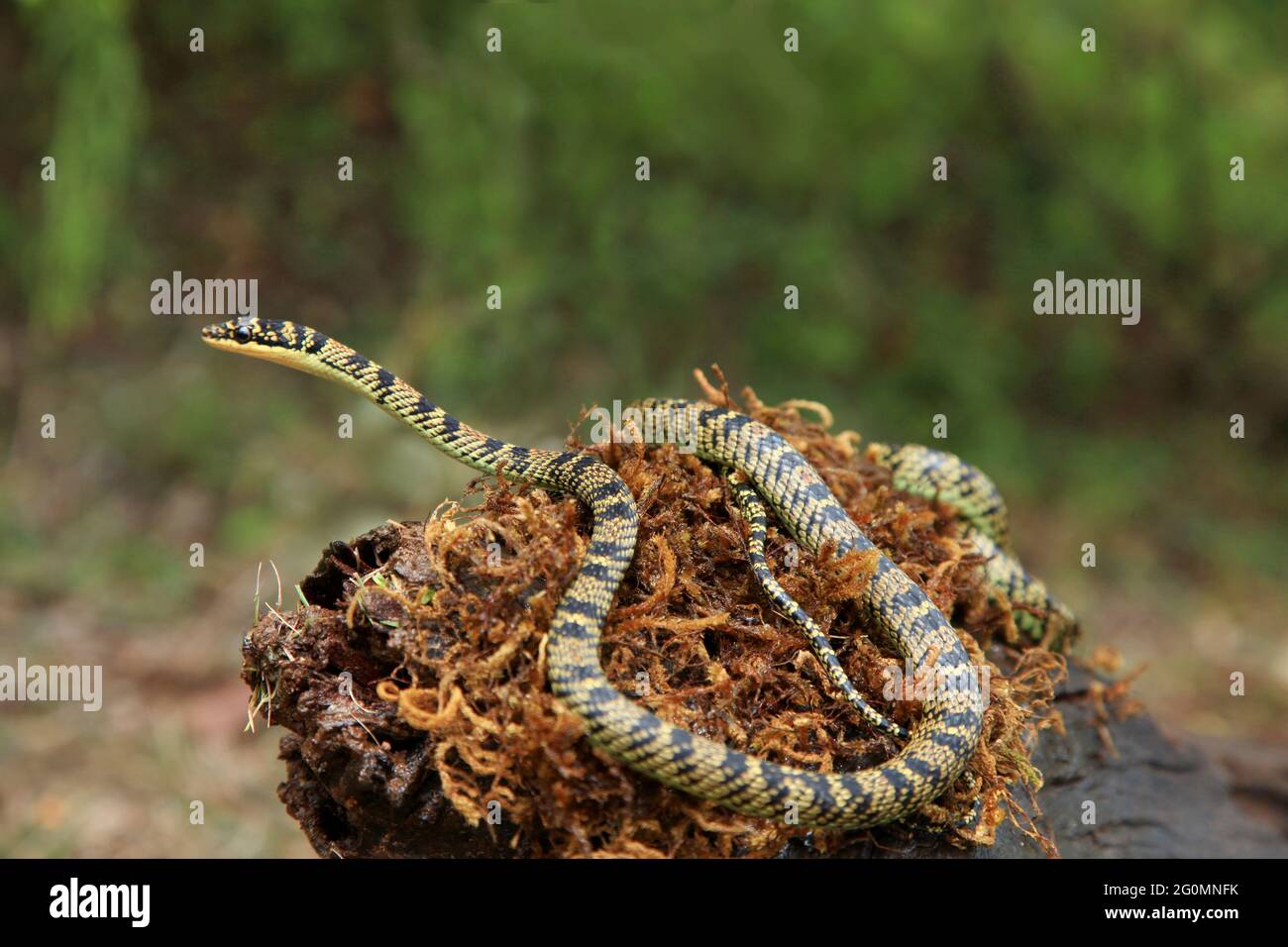 Serpente ornato di albero volante, Crisopelea ornata, lievemente venomous, Karnataka India Foto Stock