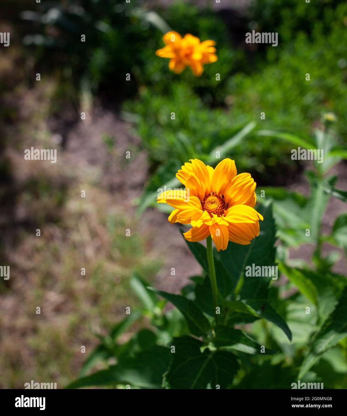 Fiori giallo brillante di eliopsi su sfondo verde. Falso girasole. Primo piano foto del fiore giallo sul gambo verde Foto Stock