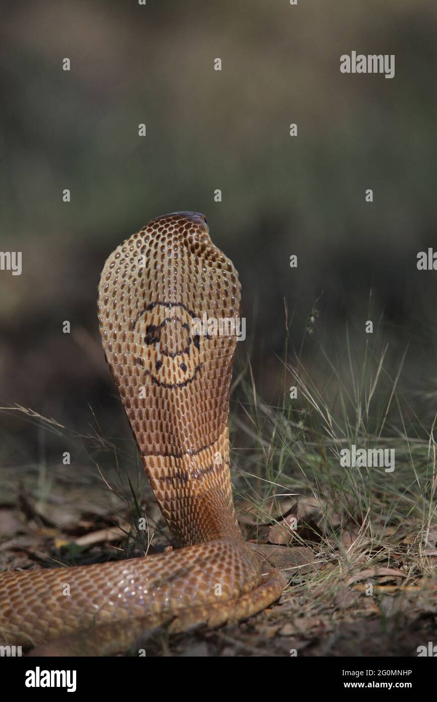 Cappa di cobra monocellata, Naja kaouthia Tamil Nadu, India Foto Stock