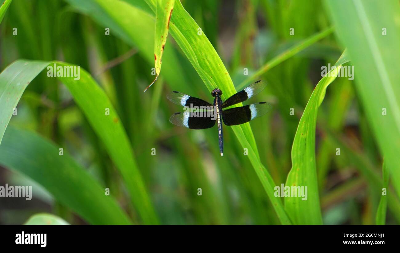 Neurophemis tullia, il piffero pifferone, è una specie di libellula che si trova nel sud e nel sud-est asiatico., Satara, Maharashtra, India Foto Stock