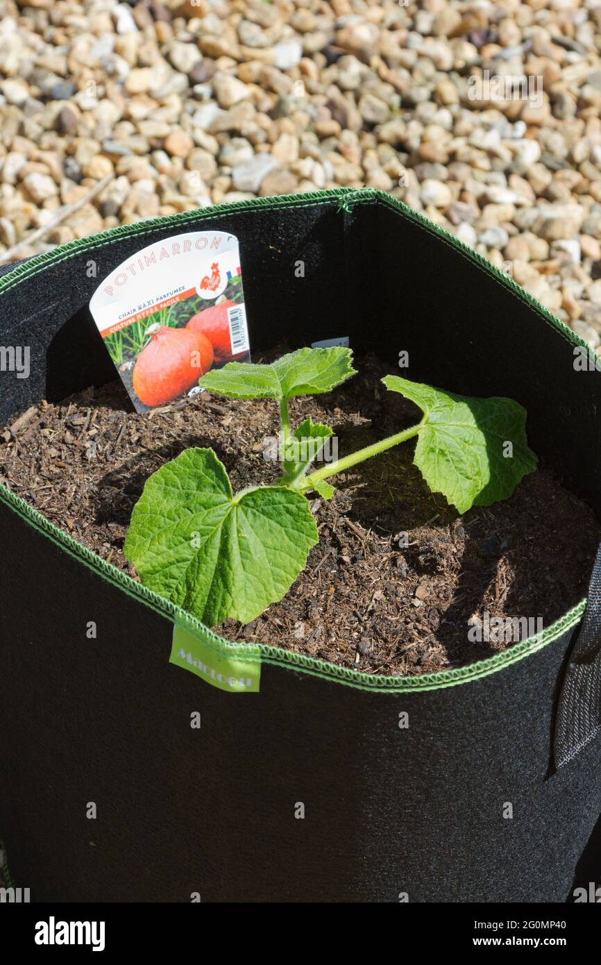 Giovane pianta di zucca di cipolla in una pentola di tessuto. Foto Stock