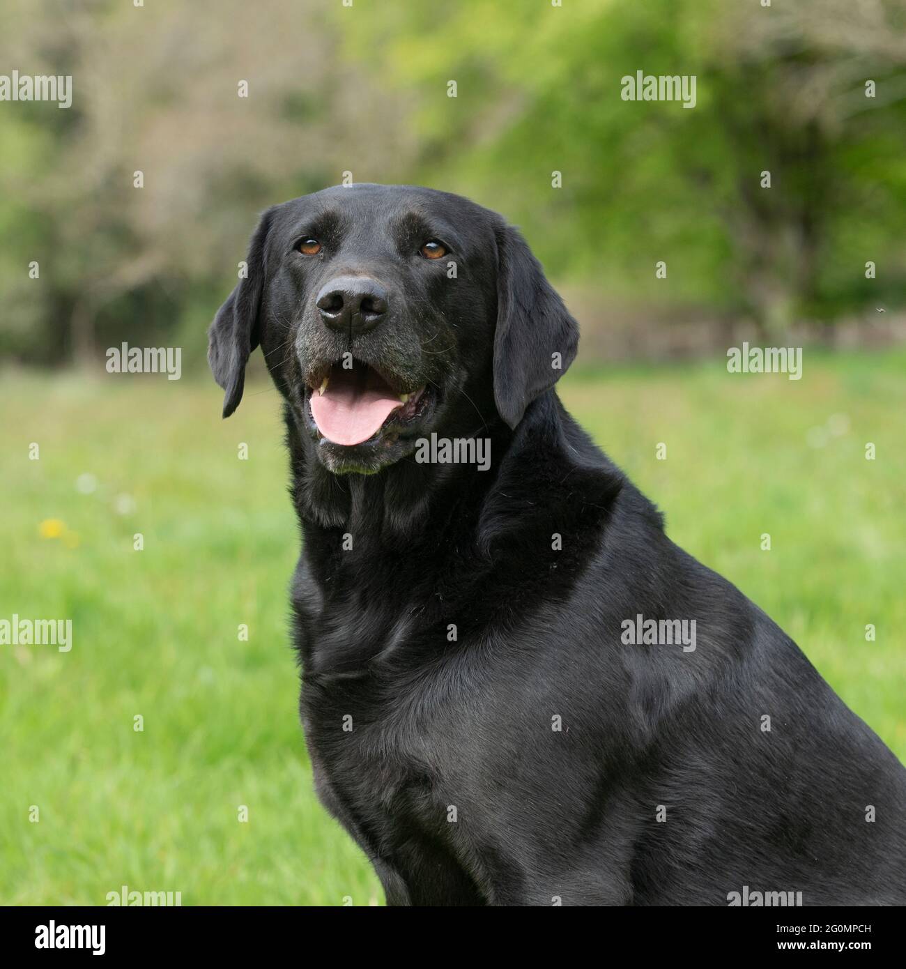 Nero labrador retriever Foto Stock